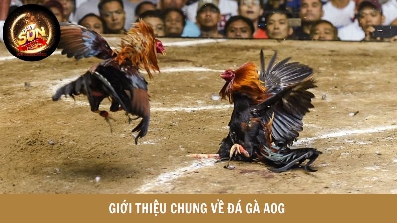 Đá gà AOG trên nền tảng giải trí SUNWIN 