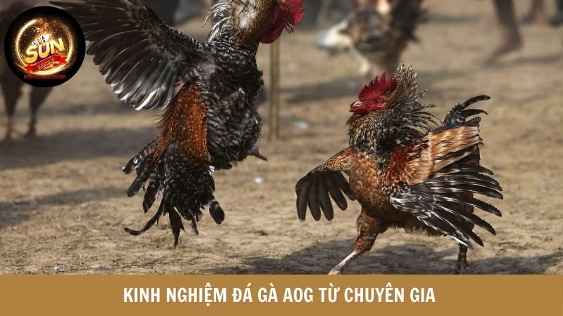 Đá gà AOG - Lời khuyên hữu ích từ chuyên gia 